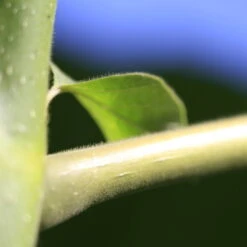 Bio Blauglockenbaum, Co2-Klimabaum 'NordMax21‘ ®, Topf-Ø 15 Cm -Günstiges Saat Zeit Geschäft 1615100163 Blu Klimabaum 6 121716