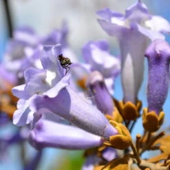 Bio Blauglockenbaum, Co2-Klimabaum 'NordMax21‘ ®, Topf-Ø 15 Cm -Günstiges Saat Zeit Geschäft 1615100163 Blu Klimabaum 7 121723
