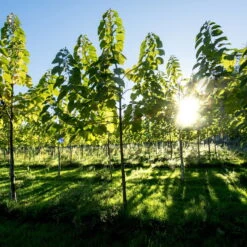 Bio Blauglockenbaum, Co2-Klimabaum 'NordMax21‘ ®, Topf-Ø 15 Cm -Günstiges Saat Zeit Geschäft 1615100163 Blu Klimabaum 8 121708