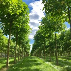 Bio Blauglockenbaum, Co2-Klimabaum 'NordMax21‘ ®, Topf-Ø 15 Cm -Günstiges Saat Zeit Geschäft 1615100163 Blu Klimabaum 9 121709