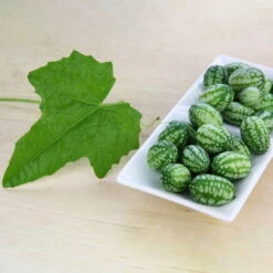 Bio Mexikanische Minigurke, Topf-Ø 12 Cm, 3er-Set 15 Bio Mexikanische Minigurke, Topf-Ø 12 Cm, 3er-Set -Günstiges Saat Zeit Geschäft 1620330088 Blu Bio Mexikanische Minigurke 3er Set 2 109708