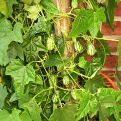 Bio Mexikanische Minigurke, Topf-Ø 12 Cm, 3er-Set 13 Bio Mexikanische Minigurke, Topf-Ø 12 Cm, 3er-Set -Günstiges Saat Zeit Geschäft 1620330088 Blu Bio Mexikanische Minigurke 3er Set 3 109706