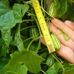 Bio Mexikanische Minigurke, Topf-Ø 12 Cm, 3er-Set 14 Bio Mexikanische Minigurke, Topf-Ø 12 Cm, 3er-Set -Günstiges Saat Zeit Geschäft 1620330088 Blu Bio Mexikanische Minigurke 3er Set 4 109707