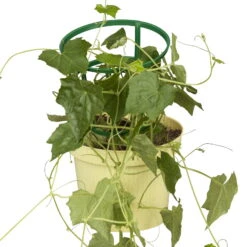 Bio Mexikanische Minigurke, Topf-Ø 12 Cm, 3er-Set 12 Bio Mexikanische Minigurke, Topf-Ø 12 Cm, 3er-Set -Günstiges Saat Zeit Geschäft 1620330088 Blu Bio Mexikanische Minigurke 3er Set 5 109715