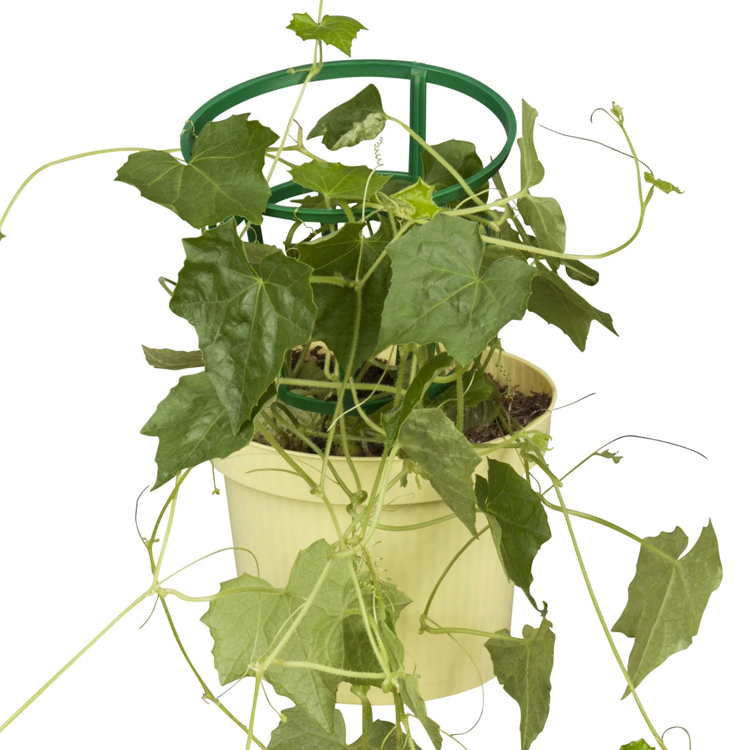 Bio Mexikanische Minigurke, Topf-Ø 12 Cm, 3er-Set 4 Bio Mexikanische Minigurke, Topf-Ø 12 Cm, 3er-Set – Bild 2