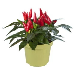 Bio Chili 'Feuerküsschen', Scharf, Topf-Ø 12 Cm, 3er-Set 8 Bio Chili 'Feuerküsschen', Scharf, Topf-Ø 12 Cm, 3er-Set -Günstiges Saat Zeit Geschäft 1620330091 Blu Bio Feuerkuesschen 3er Set 3 109482