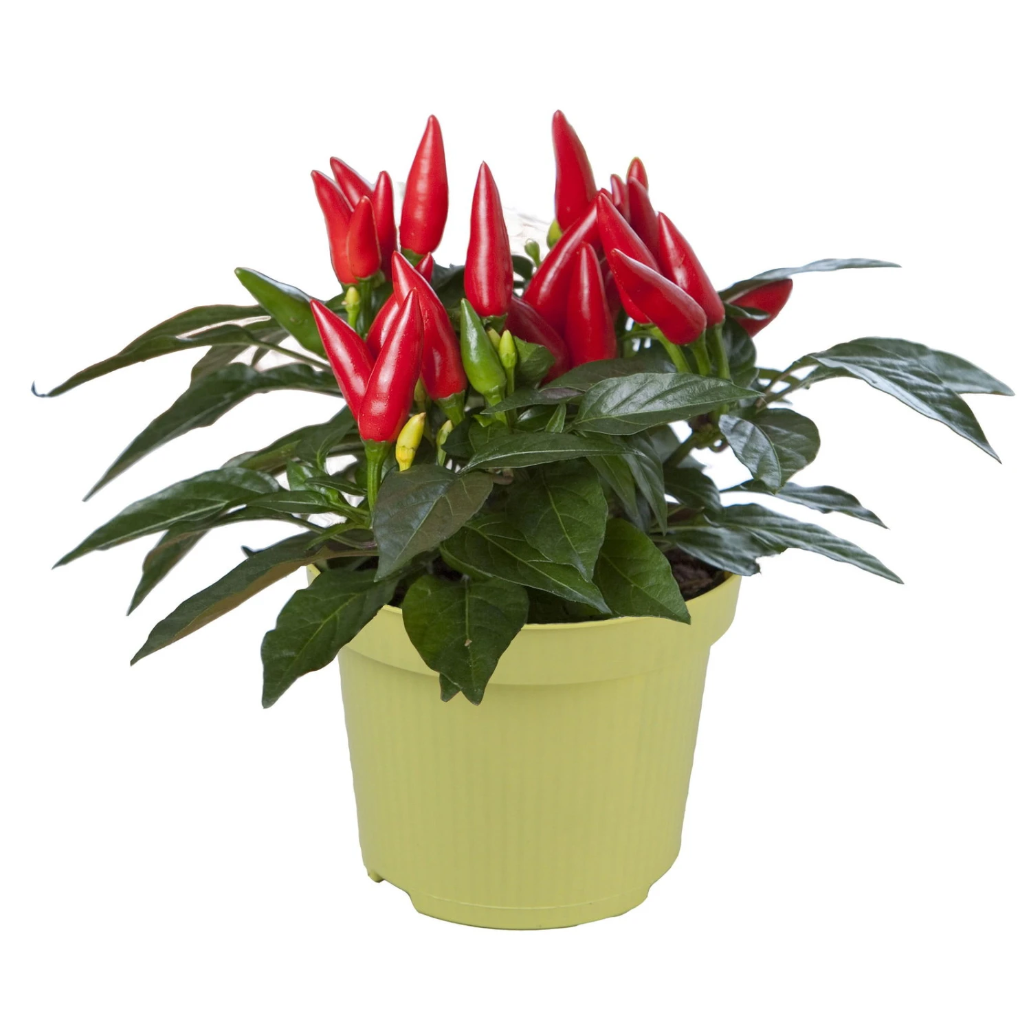 Bio Chili 'Feuerküsschen', Scharf, Topf-Ø 12 Cm, 3er-Set 4 Bio Chili 'Feuerküsschen', Scharf, Topf-Ø 12 Cm, 3er-Set – Bild 2