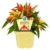 Bio Paprika 'Naschzipfel', Mild, Topf-Ø 12 Cm, 3er-Set -Günstiges Saat Zeit Geschäft 1620330092 Blu Bio Naschzipfel mild 3er Set 1 109473
