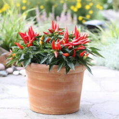 Bio Paprika 'Naschzipfel', Mild, Topf-Ø 12 Cm, 3er-Set -Günstiges Saat Zeit Geschäft 1620330092 Blu Bio Naschzipfel mild 3er Set 4 109485