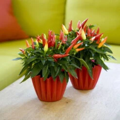 Bio Paprika 'Naschzipfel', Mild, Topf-Ø 12 Cm, 3er-Set -Günstiges Saat Zeit Geschäft 1620330092 Blu Bio Naschzipfel mild 3er Set 5 109486