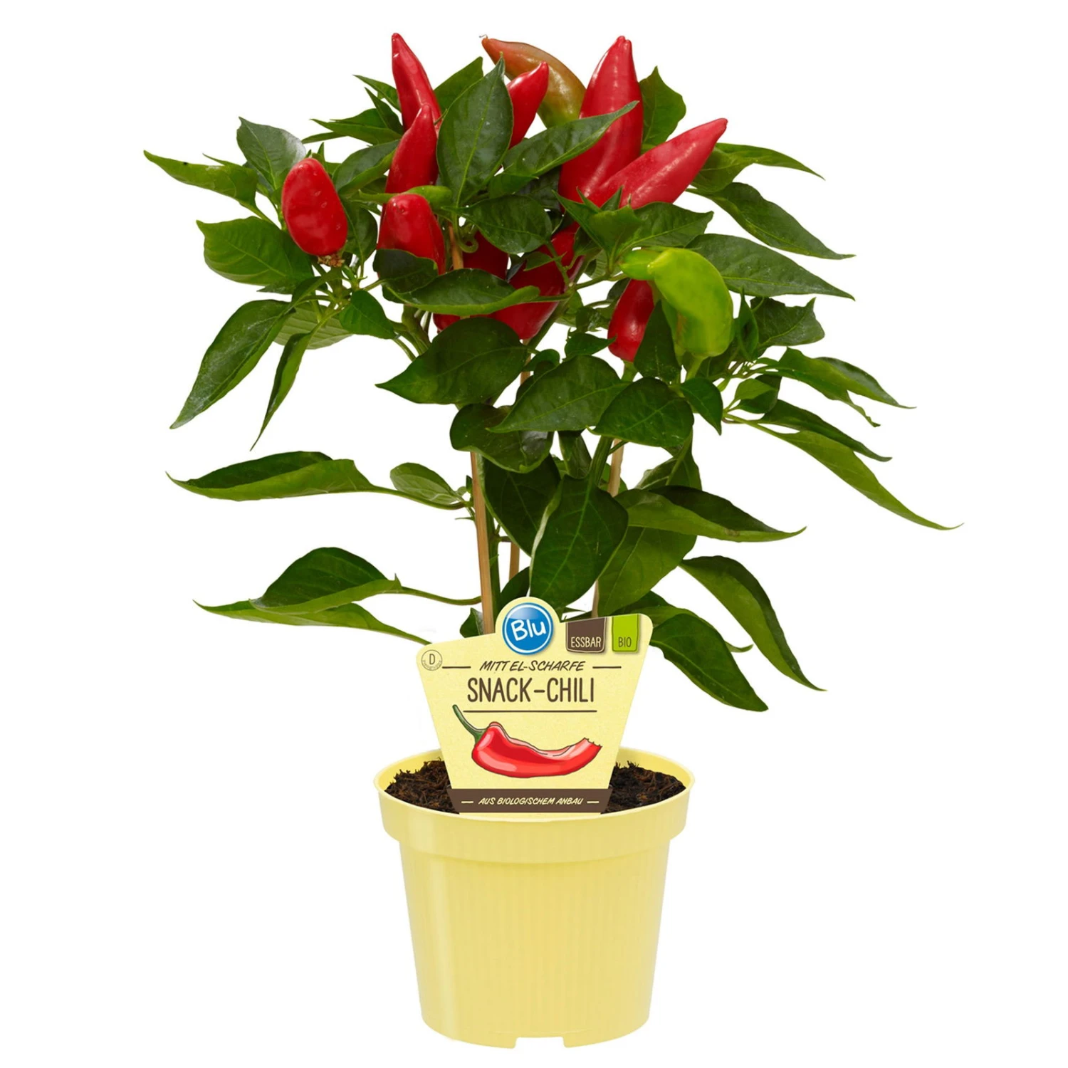 Blu Bio Snack-Chili, Mittelscharf, Topf-Ø 12 Cm, 3er-Set 3 Blu Bio Snack-Chili, Mittelscharf, Topf-Ø 12 Cm, 3er-Set