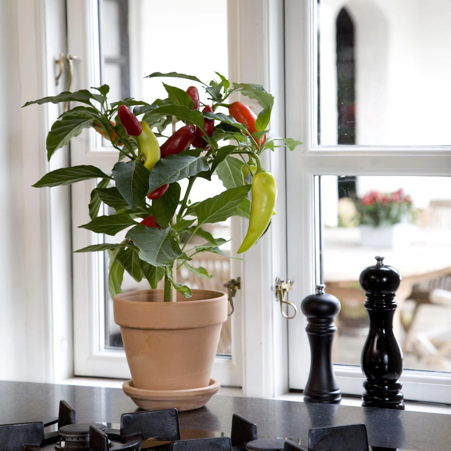 Blu Bio Snack-Chili, Mittelscharf, Topf-Ø 12 Cm, 3er-Set 4 Blu Bio Snack-Chili, Mittelscharf, Topf-Ø 12 Cm, 3er-Set – Bild 2