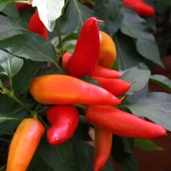 Blu Bio Snack-Chili, Mittelscharf, Topf-Ø 12 Cm, 3er-Set 10 Blu Bio Snack-Chili, Mittelscharf, Topf-Ø 12 Cm, 3er-Set -Günstiges Saat Zeit Geschäft 1620330094 Blu Bio Snack Chilli mittelscharf 3er Set 4 109488