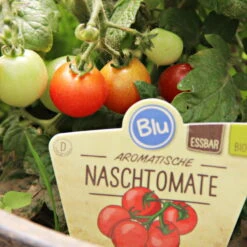 Blu Bio Cocktailtomate 'Naschtomate F1', Topf-Ø 12 Cm, 3er Set -Günstiges Saat Zeit Geschäft 1620330131 Blu Bio Naschtomate T12 3er Set Cocktailtomate 2 124300