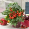 Blu Bio Cocktailtomate 'Naschtomate F1', Topf-Ø 12 Cm, 3er Set -Günstiges Saat Zeit Geschäft 1620330131 Blu Bio Naschtomate T12 3er Set Cocktailtomate 5 124298