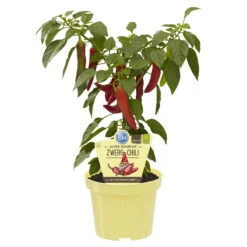 Blu Bio Chilipflanze Zwerg-Chili, Topf-Ø 12 Cm, 3er Set -Günstiges Saat Zeit Geschäft 1620330132 Blu Bio Zwerg Chili mit Fruechte T12 3er Set extra scharf 10 124304