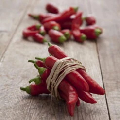 Blu Bio Chilipflanze Zwerg-Chili, Topf-Ø 12 Cm, 3er Set -Günstiges Saat Zeit Geschäft 1620330132 Blu Bio Zwerg Chili mit Fruechte T12 3er Set extra scharf 12 124310