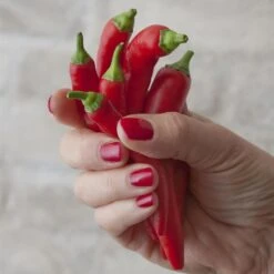 Blu Bio Chilipflanze Zwerg-Chili, Topf-Ø 12 Cm, 3er Set -Günstiges Saat Zeit Geschäft 1620330132 Blu Bio Zwerg Chili mit Fruechte T12 3er Set extra scharf 1 124309