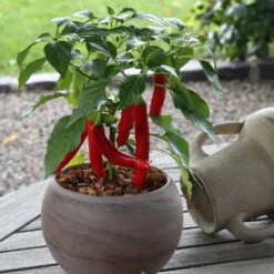 Blu Bio Chilipflanze Zwerg-Chili, Topf-Ø 12 Cm, 3er Set -Günstiges Saat Zeit Geschäft 1620330132 Blu Bio Zwerg Chili mit Fruechte T12 3er Set extra scharf 6 124307