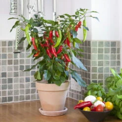 Blu Bio Chilipflanze Zwerg-Chili, Topf-Ø 12 Cm, 3er Set -Günstiges Saat Zeit Geschäft 1620330132 Blu Bio Zwerg Chili mit Fruechte T12 3er Set extra scharf 9 124306