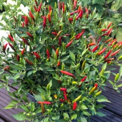 Blu Bio Chili 'Thai Chili F1', Topf-Ø 15 Cm, 3er Set 19 Blu Bio Chili 'Thai Chili F1', Topf-Ø 15 Cm, 3er Set -Günstiges Saat Zeit Geschäft 1620330133 Blu Bio Thai Chili T15 3er Set mit Fruechte 11 124316