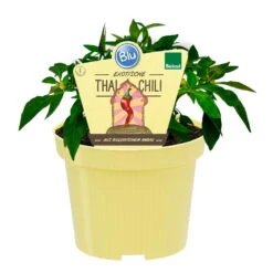 Blu Bio Chili 'Thai Chili F1', Topf-Ø 15 Cm, 3er Set 15 Blu Bio Chili 'Thai Chili F1', Topf-Ø 15 Cm, 3er Set -Günstiges Saat Zeit Geschäft 1620330133 Blu Bio Thai Chili T15 3er Set mit Fruechte 1 124312