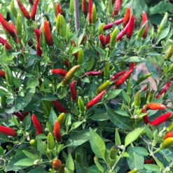 Blu Bio Chili 'Thai Chili F1', Topf-Ø 15 Cm, 3er Set 17 Blu Bio Chili 'Thai Chili F1', Topf-Ø 15 Cm, 3er Set -Günstiges Saat Zeit Geschäft 1620330133 Blu Bio Thai Chili T15 3er Set mit Fruechte 2 124314