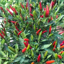 Blu Bio Chili 'Thai Chili F1', Topf-Ø 15 Cm, 3er Set 16 Blu Bio Chili 'Thai Chili F1', Topf-Ø 15 Cm, 3er Set -Günstiges Saat Zeit Geschäft 1620330133 Blu Bio Thai Chili T15 3er Set mit Fruechte 3 124313