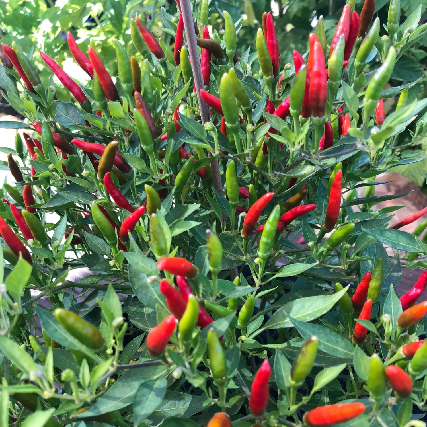 Blu Bio Chili 'Thai Chili F1', Topf-Ø 15 Cm, 3er Set 6 Blu Bio Chili 'Thai Chili F1', Topf-Ø 15 Cm, 3er Set – Bild 4