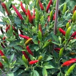 Blu Bio Chili 'Thai Chili F1', Topf-Ø 15 Cm, 3er Set 21 Blu Bio Chili 'Thai Chili F1', Topf-Ø 15 Cm, 3er Set -Günstiges Saat Zeit Geschäft 1620330133 Blu Bio Thai Chili T15 3er Set mit Fruechte 4 124318