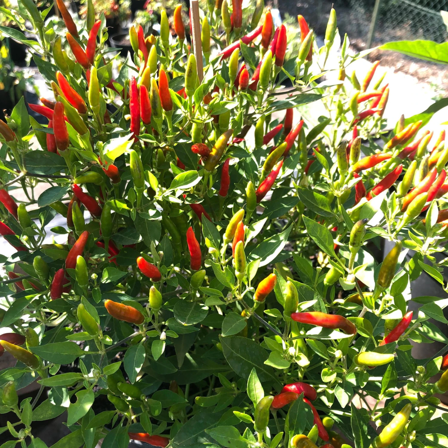 Blu Bio Chili 'Thai Chili F1', Topf-Ø 15 Cm, 3er Set 10 Blu Bio Chili 'Thai Chili F1', Topf-Ø 15 Cm, 3er Set – Bild 8