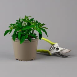 Blu Bio Chili 'Thai Chili F1', Topf-Ø 15 Cm, 3er Set 18 Blu Bio Chili 'Thai Chili F1', Topf-Ø 15 Cm, 3er Set -Günstiges Saat Zeit Geschäft 1620330133 Blu Bio Thai Chili T15 3er Set mit Fruechte 124315