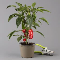 Blu Bio Snack-Paprika 'Paragon F1', Topf-Ø 15 Cm, 3er Set 7 Blu Bio Snack-Paprika 'Paragon F1', Topf-Ø 15 Cm, 3er Set -Günstiges Saat Zeit Geschäft 1620330134 Blu Bio Snack Paprika rot T15 3er Set mit Fruechte 1 124320