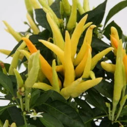 Blu Bio Paprikapflanze 'Paprikaños', Topf-Ø 15 Cm, 3er Set -Günstiges Saat Zeit Geschäft 1620330135 Blu Bio Paprikanos T15 3er Set mit Fruechte 3 124323