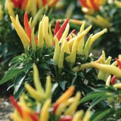 Blu Bio Paprikapflanze 'Paprikaños', Topf-Ø 15 Cm, 3er Set -Günstiges Saat Zeit Geschäft 1620330135 Blu Bio Paprikanos T15 3er Set mit Fruechte 5 124325