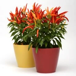 Blu Bio Paprikapflanze 'Paprikaños', Topf-Ø 15 Cm, 3er Set -Günstiges Saat Zeit Geschäft 1620330135 Blu Bio Paprikanos T15 3er Set mit Fruechte 6 124324