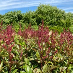 Bio Prachtspiere Rot, Topf-Ø 11 Cm, 3er-Set -Günstiges Saat Zeit Geschäft 319100263 astilbe arendsii rot 1 123842