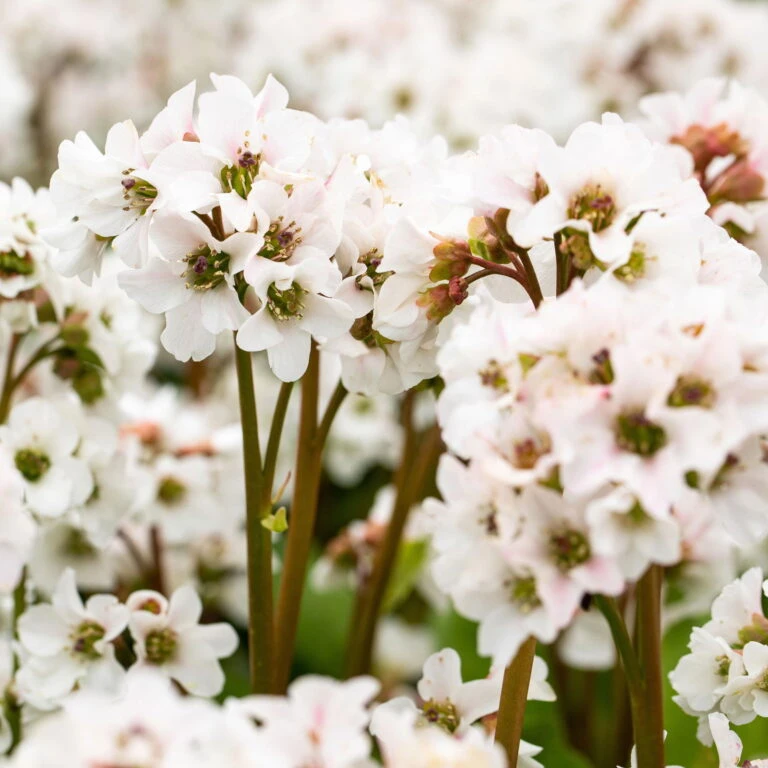 Günstiges Saat Zeit Geschäft -Günstiges Saat Zeit Geschäft 1